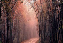 1 上海贵族宝贝419论坛：桑拿养生，茶香人生(上海贵族宝贝419自荐区)