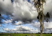 枸杞红枣搭配养生宝，提升免疫力，疾病远离你我他