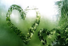 养生良方石斛田七花旗参汤，护眼缓解疲劳新选择